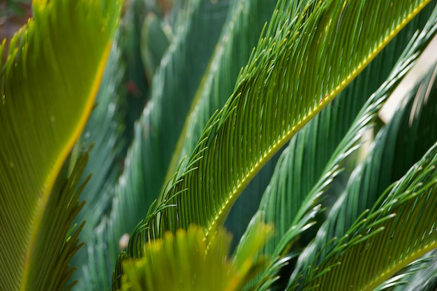 Close-up of palm leaves