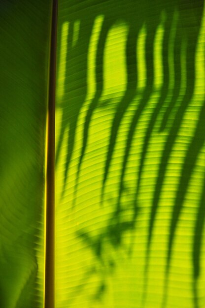 Close-up of palm leaves