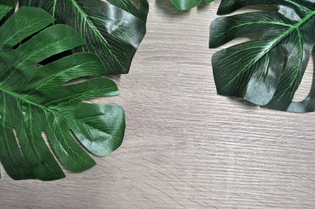 close-up of palm leaves