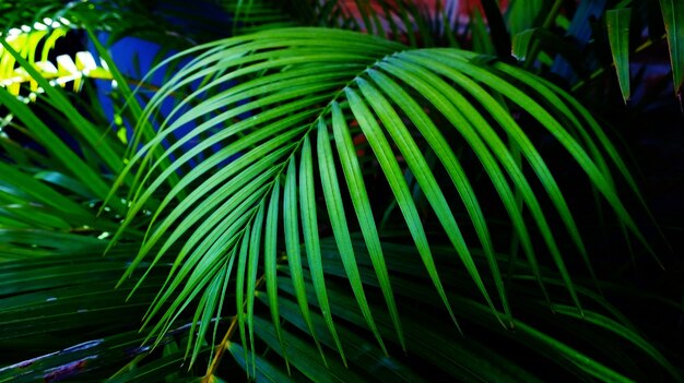 Photo close-up of palm leaves