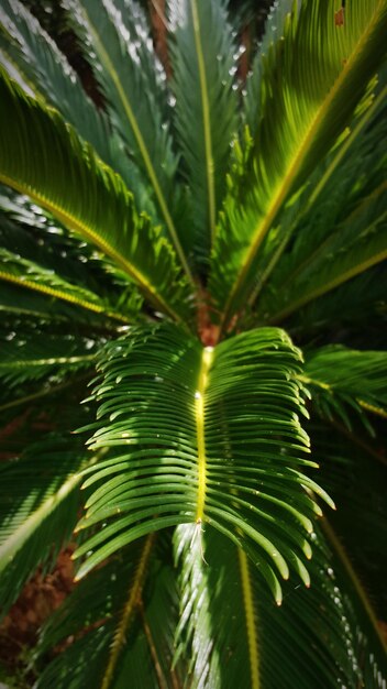 Close-up of palm leaves