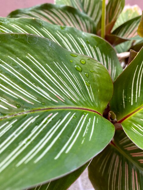 Close-up of palm leaves