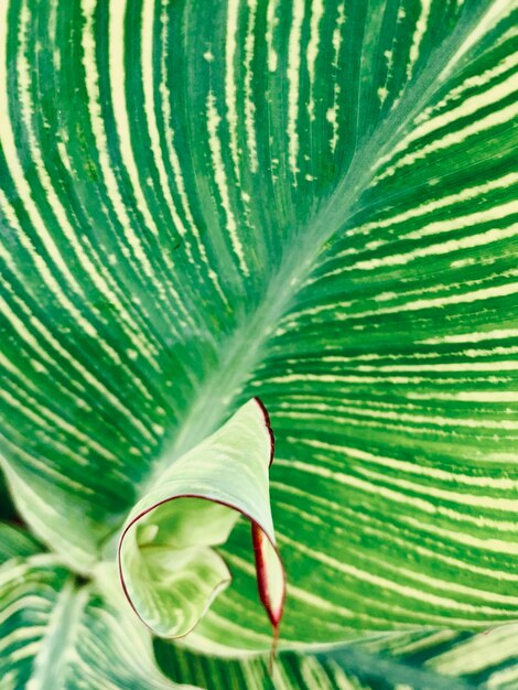 Photo close-up of palm leaves