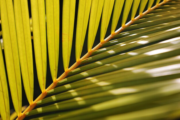 Photo close-up of palm leaves