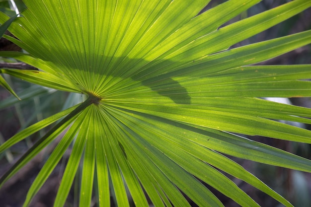 Foto prossimo piano delle foglie di palma