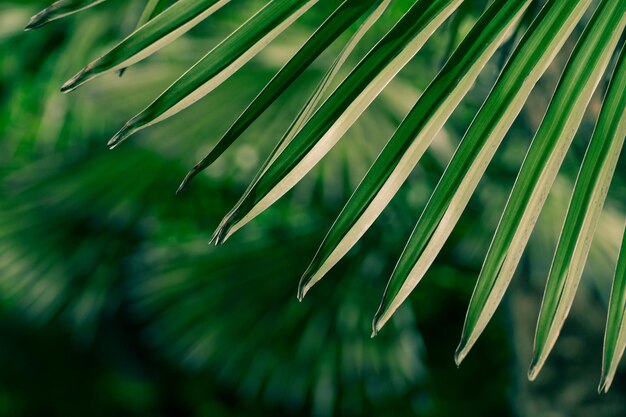 Close-up of palm leaves