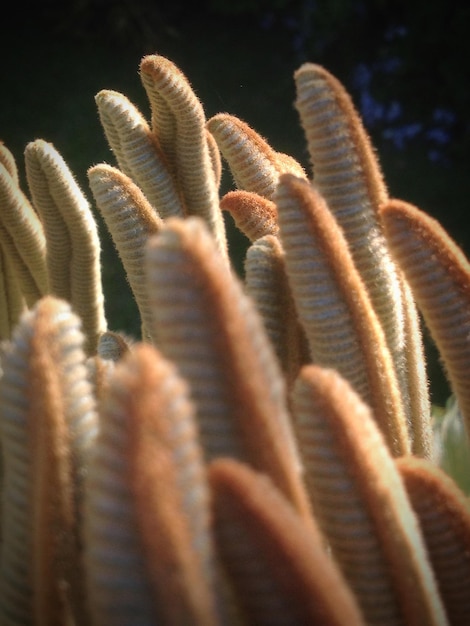 Photo close up of palm shoots