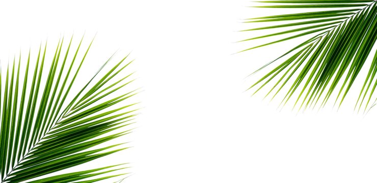 Photo close-up of palm tree against clear sky