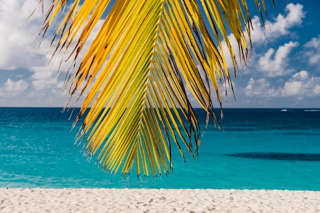 Photo close-up of palm tree on beach