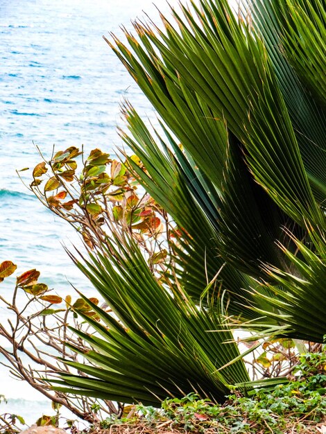 Close-up of palm tree by leaves