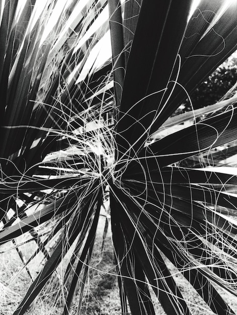 Photo close-up of palm tree on field