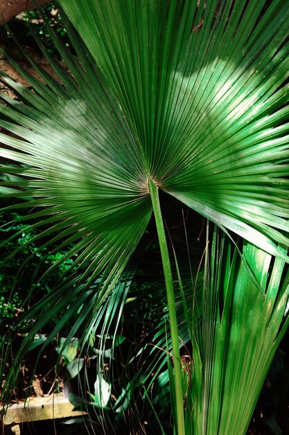 Close-up of palm tree in forest