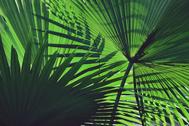 Close-up of palm tree leaves