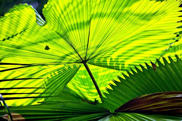 Close-up of palm tree leaves