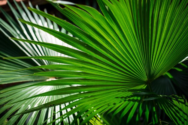 Близкий план листьев пальмы