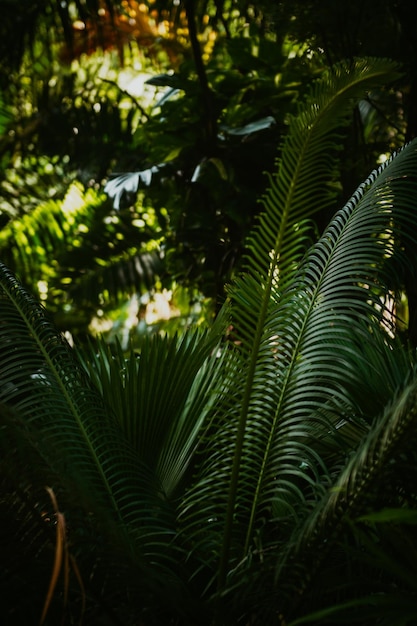 Close-up of palm tree leaves