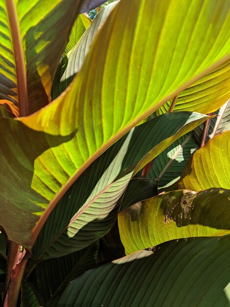 Close-up of palm tree leaves