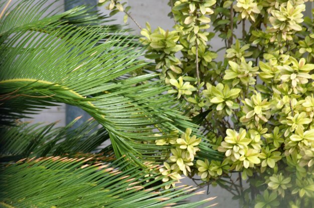 Close-up of palm tree leaves