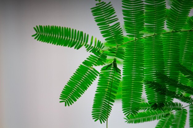 Foto prossimo piano delle foglie di palma