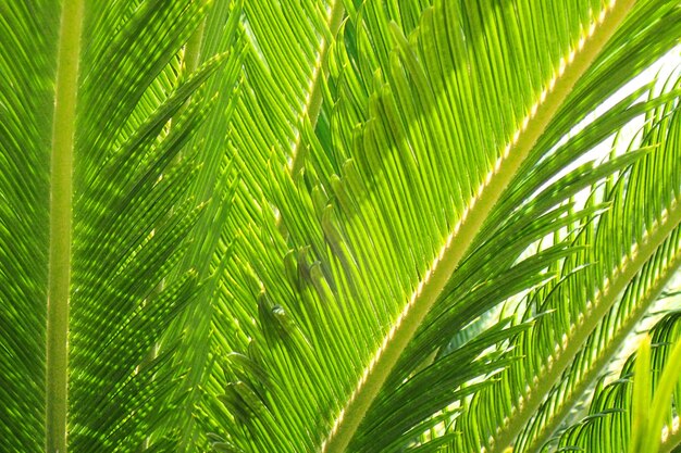 Close-up of palm tree leaves