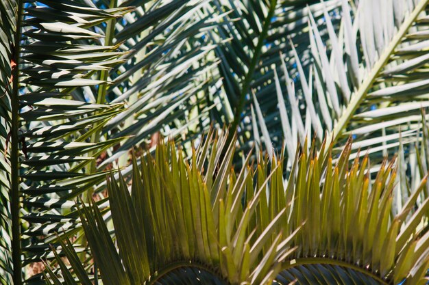 Photo close-up of palm tree leaves