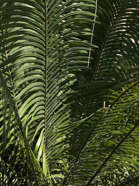 Photo close-up of palm tree leaves