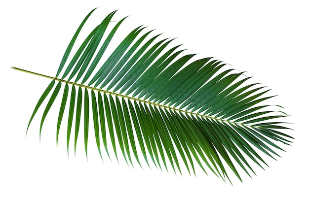 Photo close-up of palm tree leaves