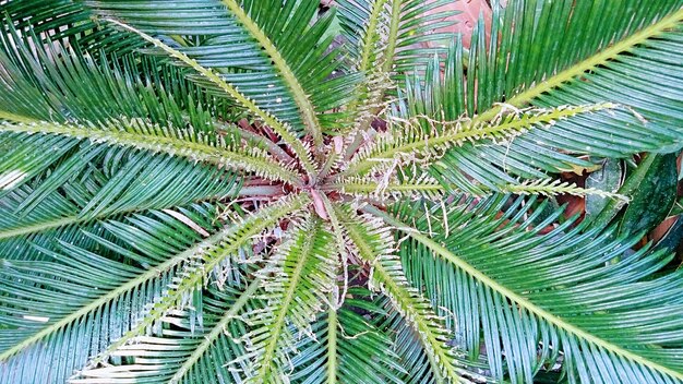 Close-up of palm tree leaves