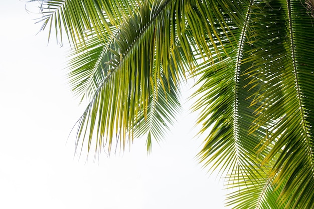 Close-up of palm tree leaves