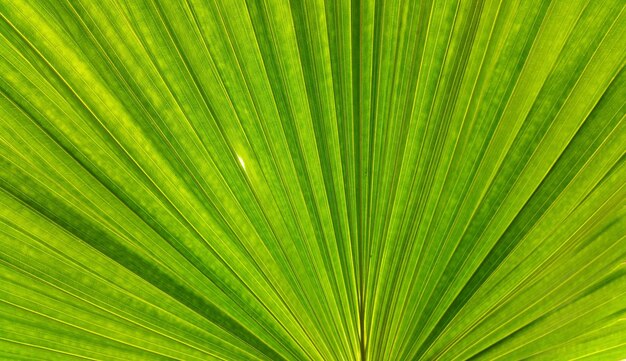 close-up of palm tree leaves