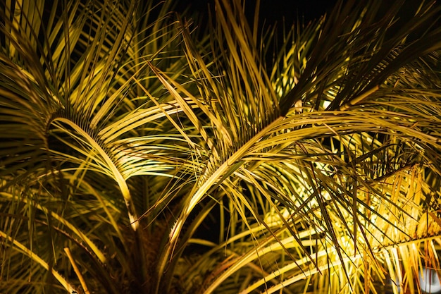 Foto prossimo piano di una palma di notte