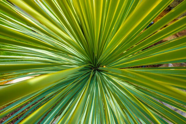 A close up of a palm tree with the leaves visible