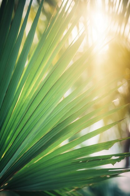 A close up of a palm tree with the sun shining through it