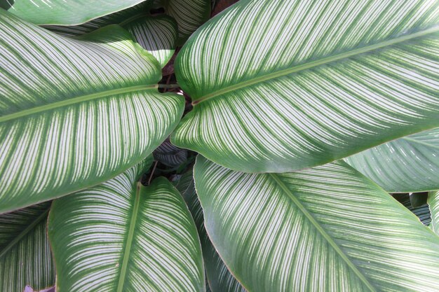 Close-up of palm tree