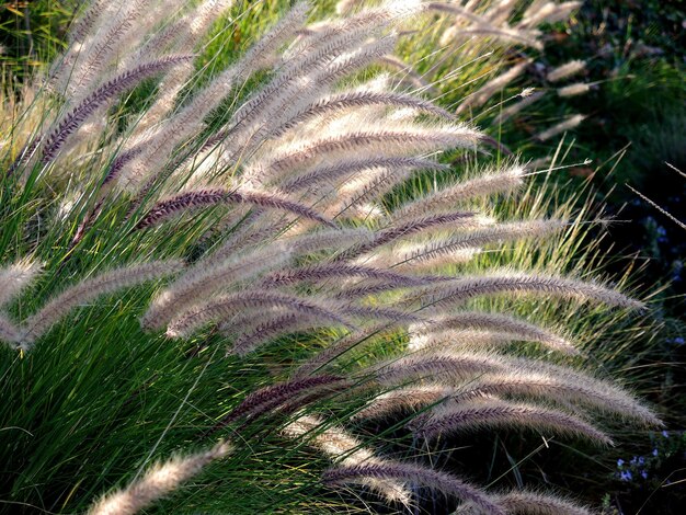 Photo close-up of palm tree