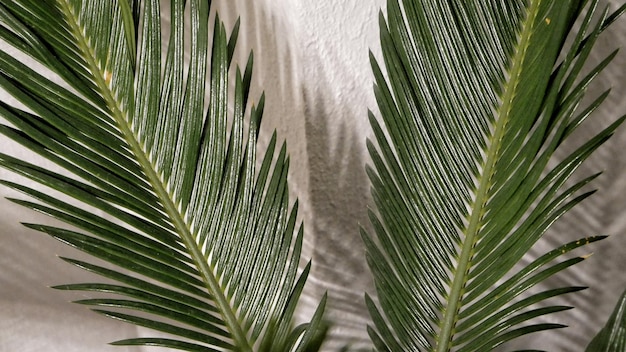 Photo close-up of palm tree