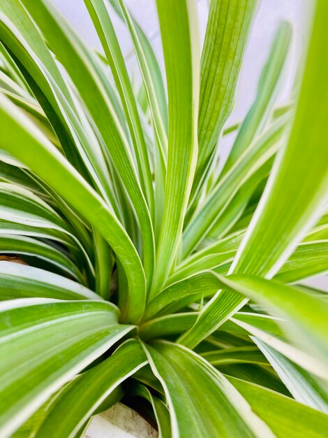 Close-up of palm tree