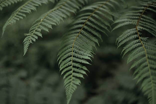 Photo close-up of palm tree