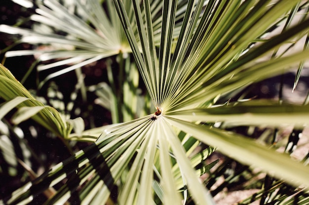 Photo close-up of palm tree