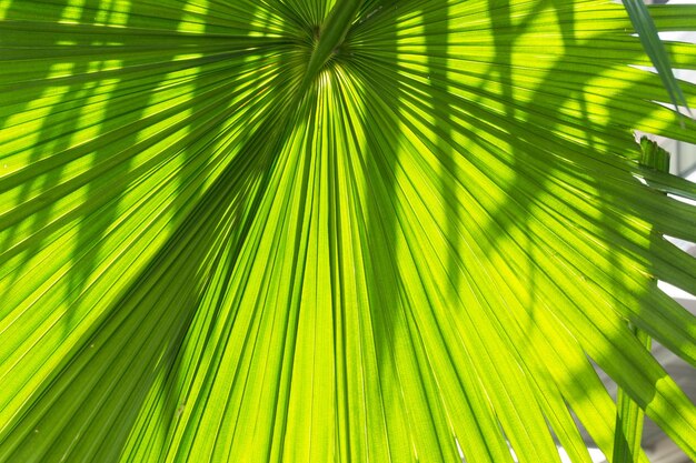 Photo close-up of palm tree