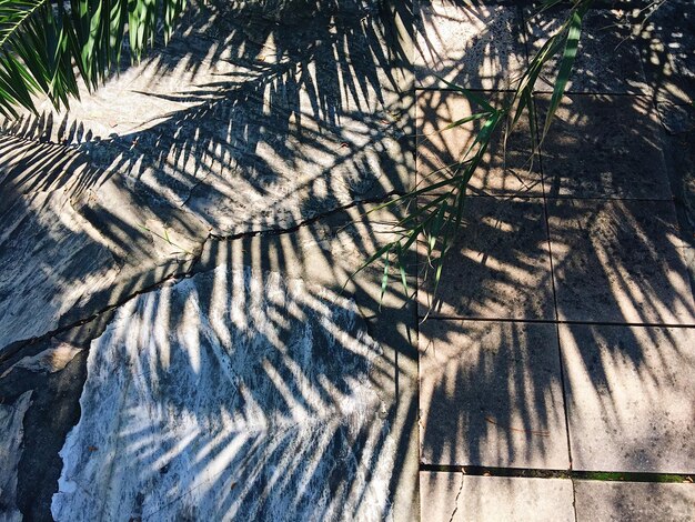 Photo close-up of palm tree