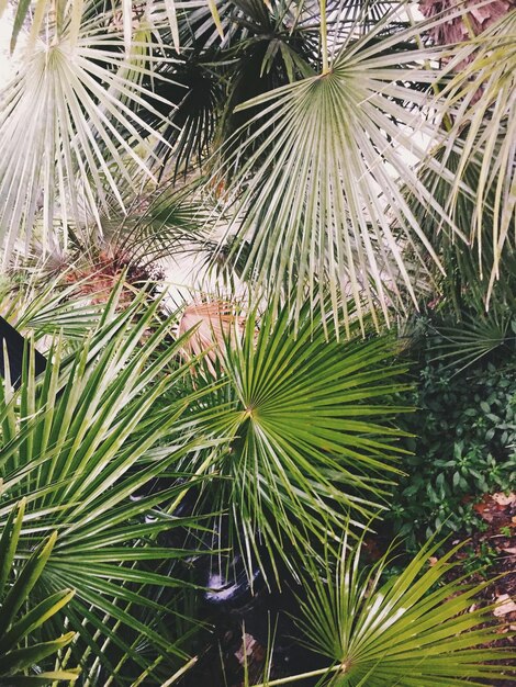 Close-up of palm tree