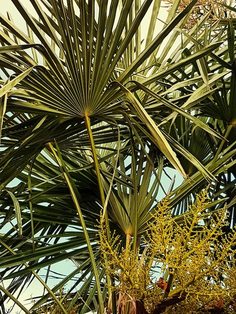 Close-up of palm tree