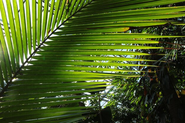 Photo close-up of palm tree