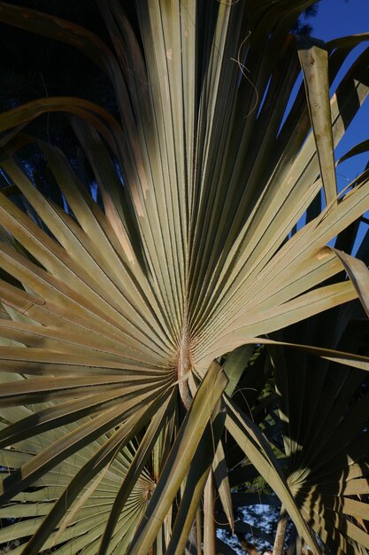 Photo close-up of palm tree