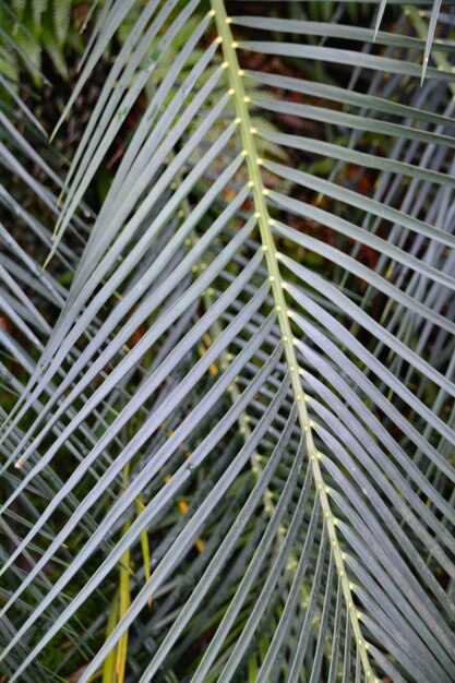 Foto prossimo piano di una palma