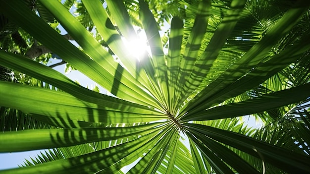 a close up of a palm tree