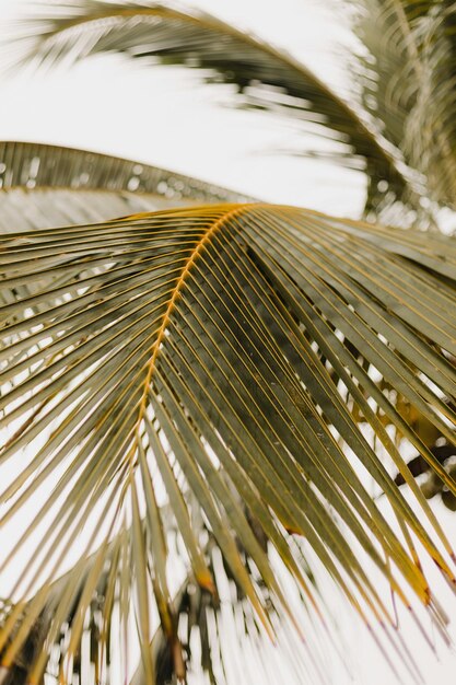 Photo a close up of a palm trees leaves