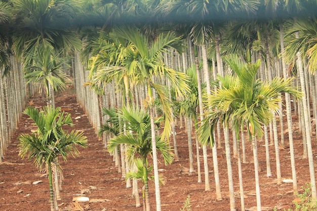 Photo close-up of palm trees