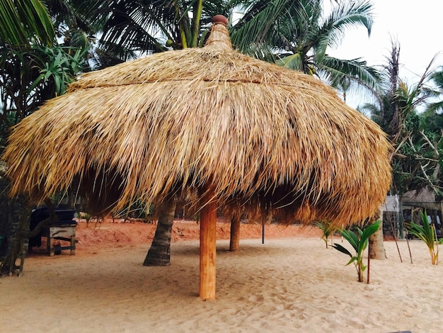 Close-up of palm trees